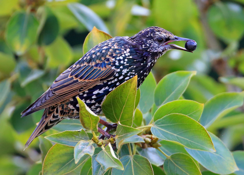 Kottarainen Starling (Sturnus vulgaris)