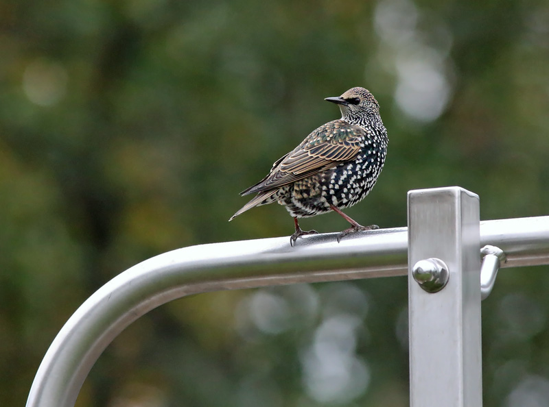 Kottarainen Starling (Sturnus vulgaris)