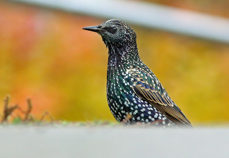 Kottarainen Starling (Sturnus vulgaris)