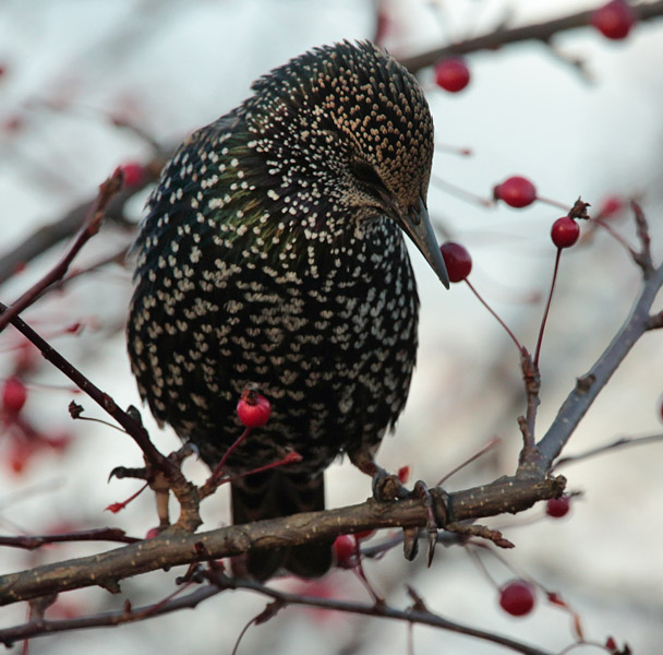 Kottarainen Starling (Sturnus vulgaris)