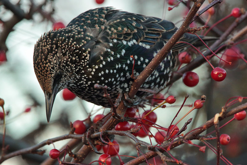 Kottarainen Starling (Sturnus vulgaris)