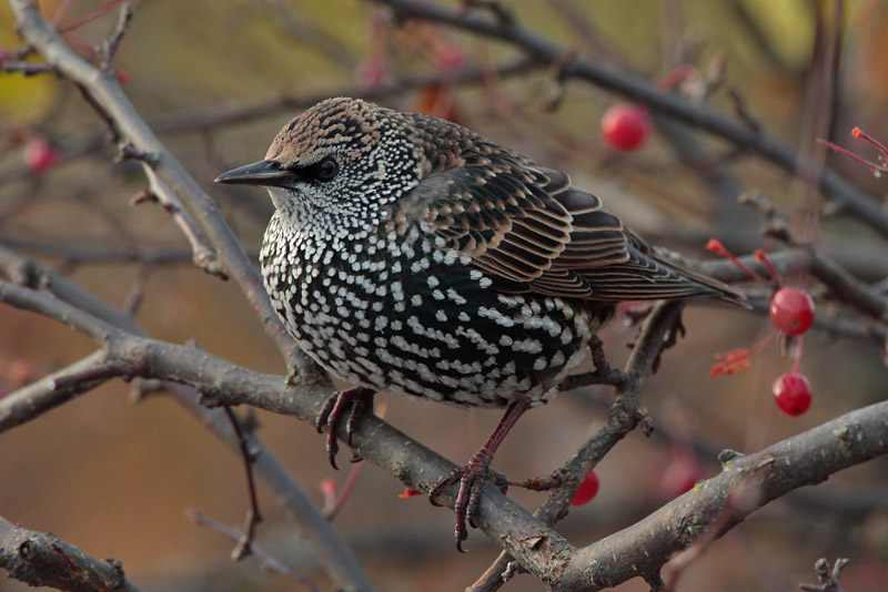 Kottarainen Starling (Sturnus vulgaris)