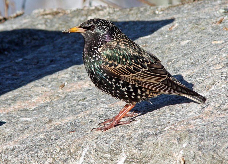 Kottarainen Starling (Sturnus vulgaris)