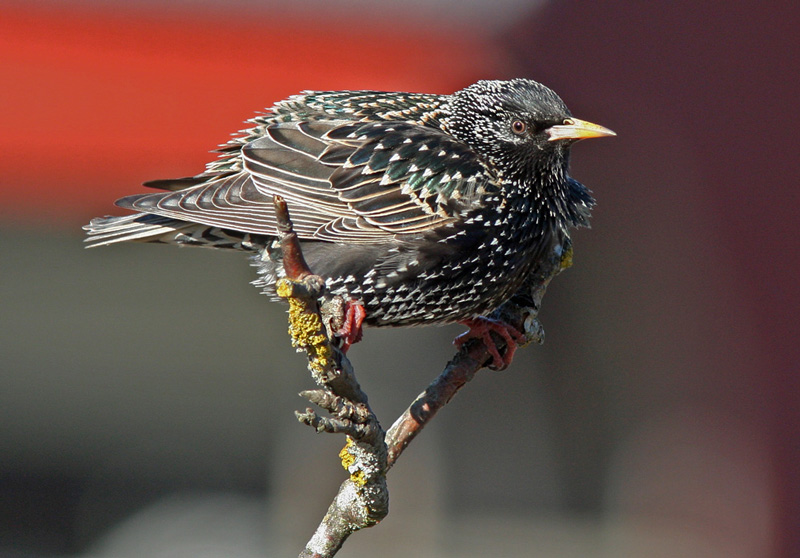 Kottarainen Starling (Sturnus vulgaris)