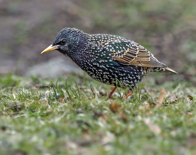 Kottarainen Starling (Sturnus vulgaris)