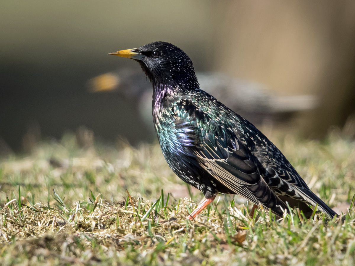 Kottarainen Starling (Sturnus vulgaris)