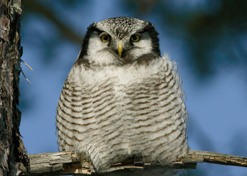 Hiirip�ll� Northern Hawk Owl (Surnia ulula)