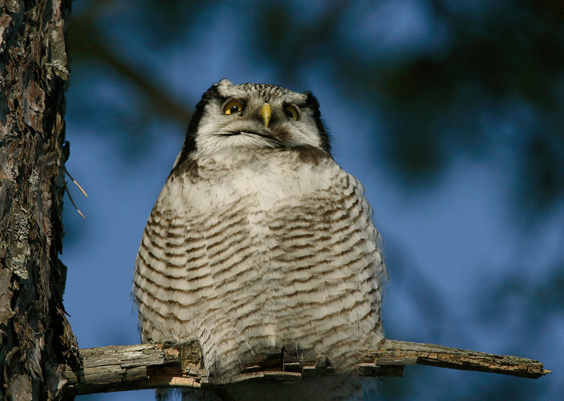 Hiirip�ll� Northern Hawk Owl (Surnia ulula)