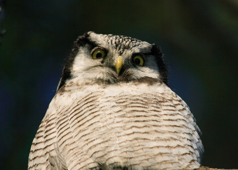 Hiirip�ll� Northern Hawk Owl (Surnia ulula)