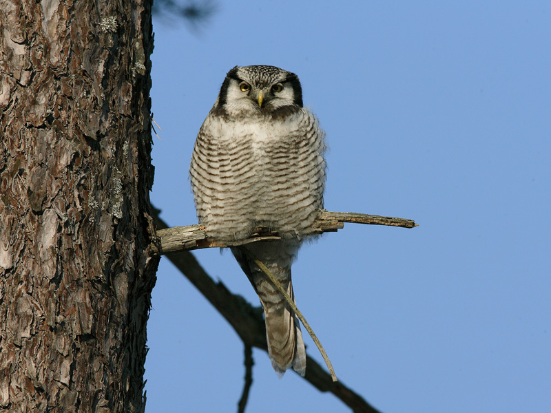 Hiirip�ll� Northern Hawk Owl (Surnia ulula)