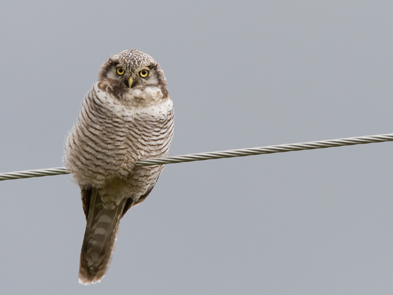 Hiirip�ll� Northern Hawk Owl (Surnia ulula)
