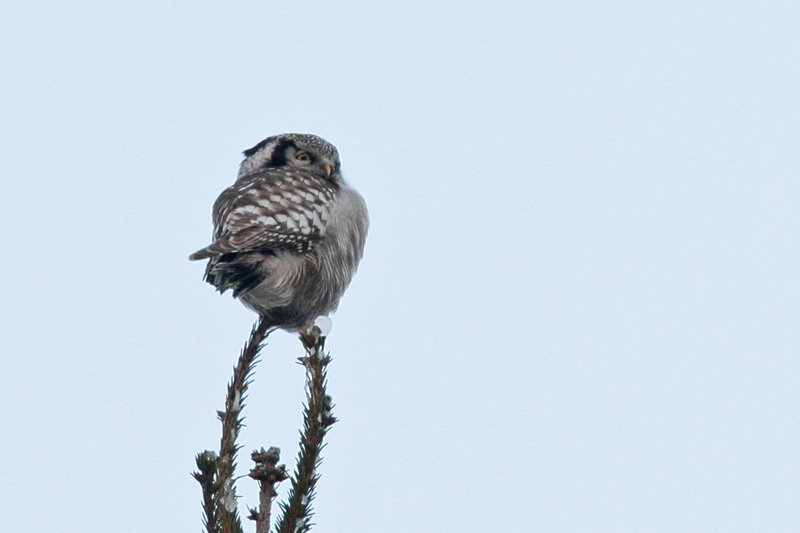 Hiirip�ll� Northern Hawk Owl (Surnia ulula)