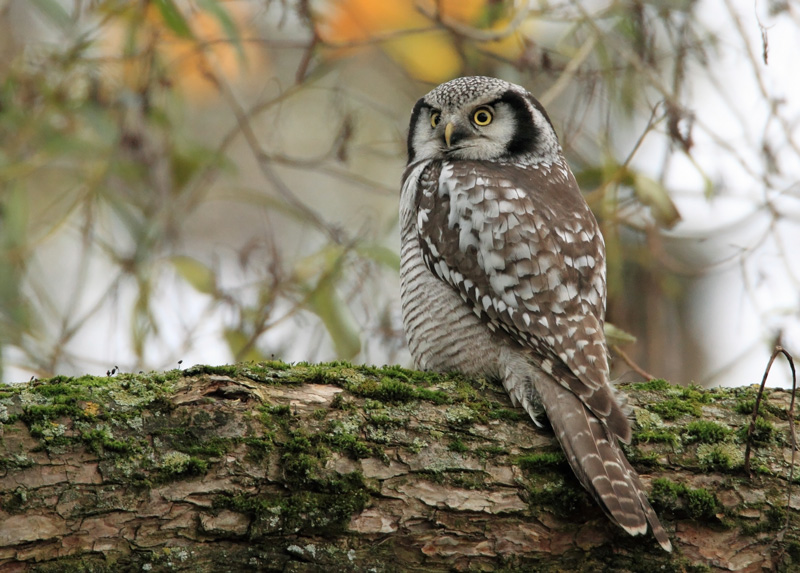 Hiirip�ll� Northern Hawk Owl (Surnia ulula)