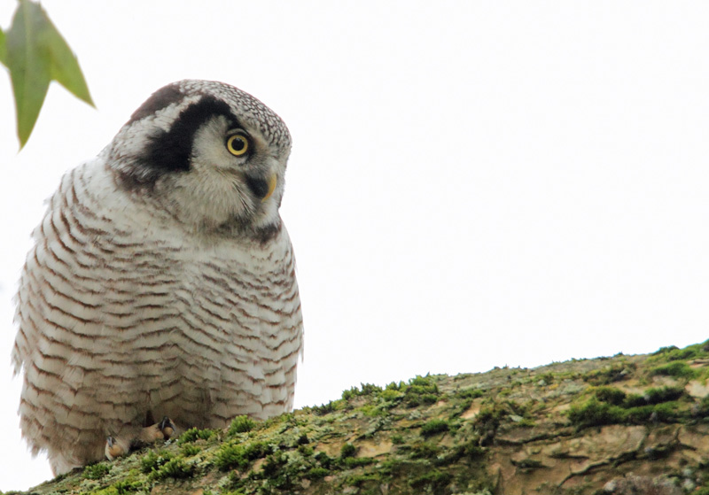 Hiirip�ll� Northern Hawk Owl (Surnia ulula)