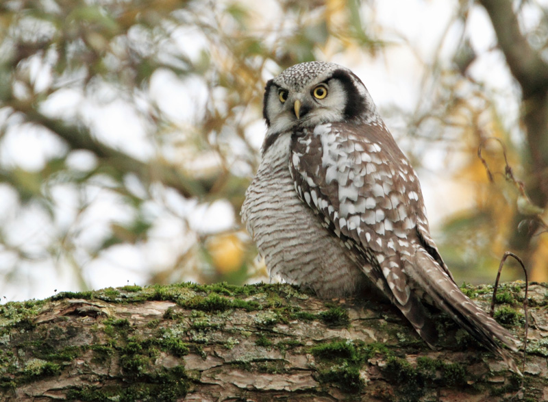 Hiirip�ll� Northern Hawk Owl (Surnia ulula)