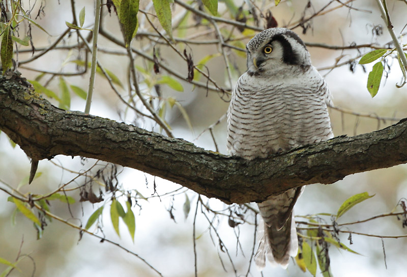 Hiirip�ll� Northern Hawk Owl (Surnia ulula)
