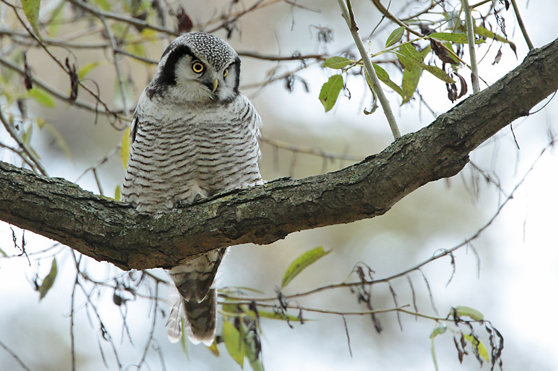 Hiirip�ll� Northern Hawk Owl (Surnia ulula)