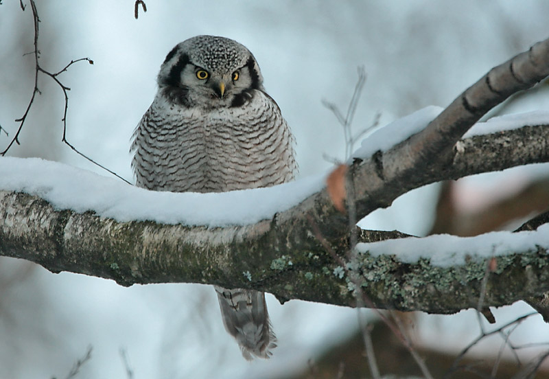Hiirip�ll� Northern Hawk Owl (Surnia ulula)