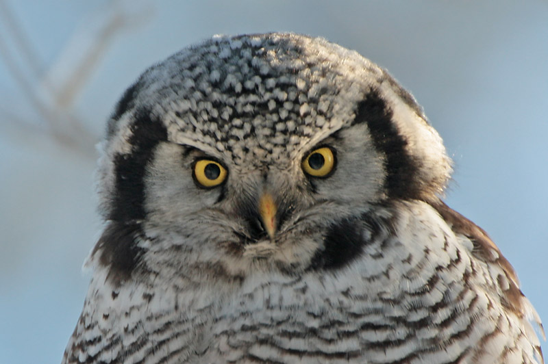 Hiirip�ll� Northern Hawk Owl (Surnia ulula)