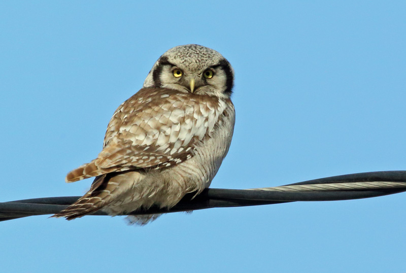 Hiirip�ll� Northern Hawk Owl (Surnia ulula)