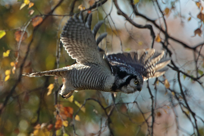 Hiirip�ll� Northern Hawk Owl (Surnia ulula)