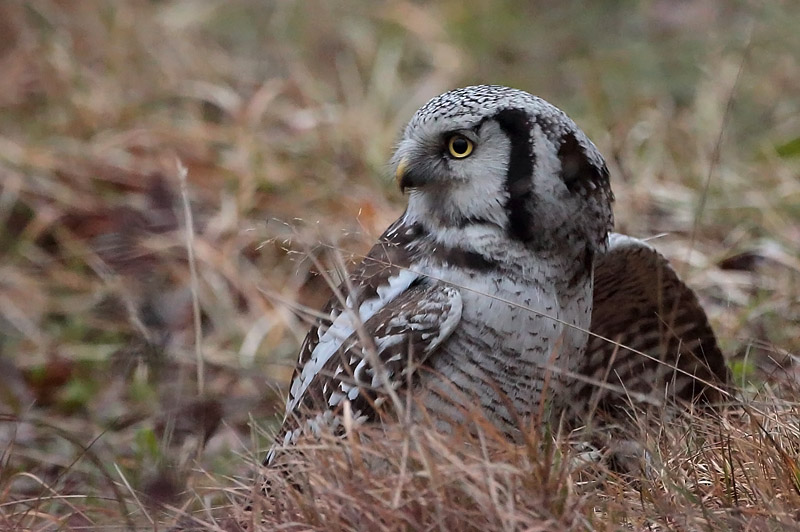 Hiirip�ll� Northern Hawk Owl (Surnia ulula)
