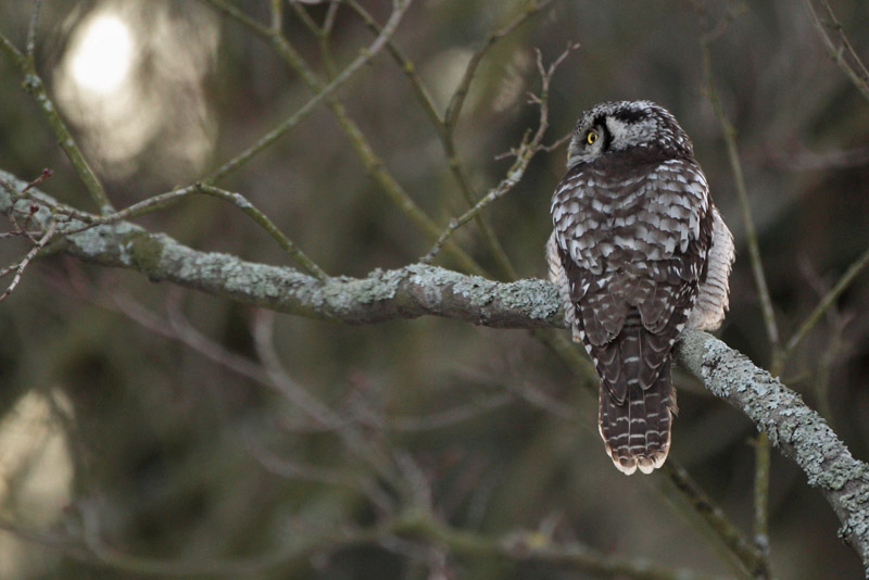 Hiirip�ll� Northern Hawk Owl (Surnia ulula)