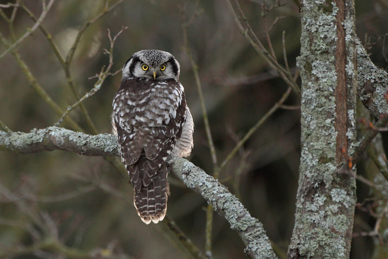 Hiirip�ll� Northern Hawk Owl (Surnia ulula)