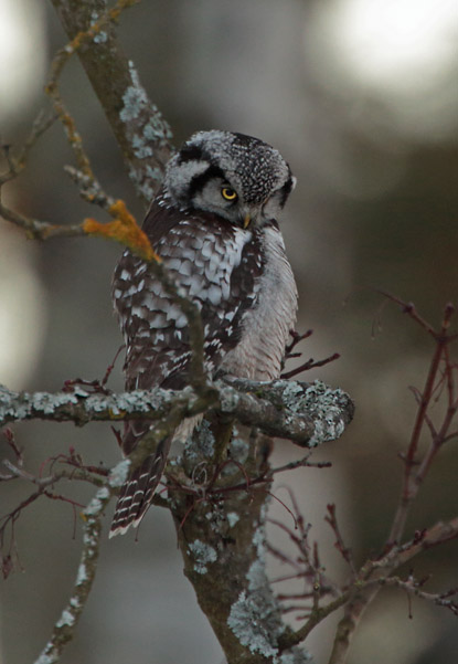 Hiirip�ll� Northern Hawk Owl (Surnia ulula)