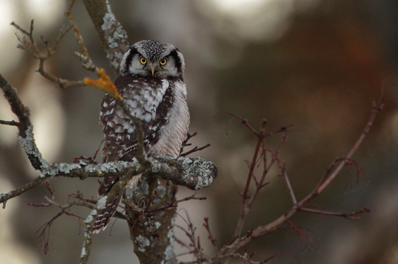 Hiirip�ll� Northern Hawk Owl (Surnia ulula)