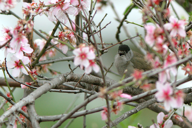 Mustap��kerttu Sylvia atricapilla