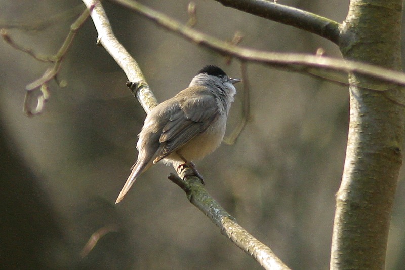 Mustap��kerttu (Sylvia atricapilla)