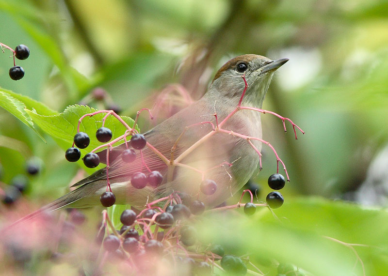 Mustap��kerttu (Sylvia atricapilla)