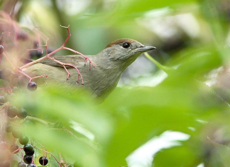 Mustap��kerttu (Sylvia atricapilla)
