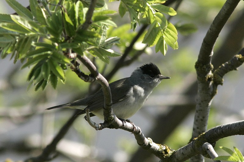 Mustap��kerttu (Sylvia atricapilla)