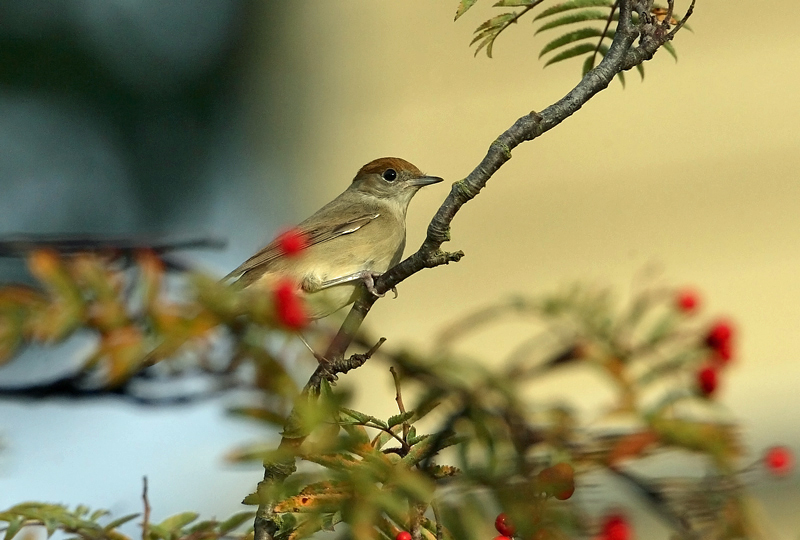 Mustap��kerttu Blackcap (Sylvia atricapilla)
