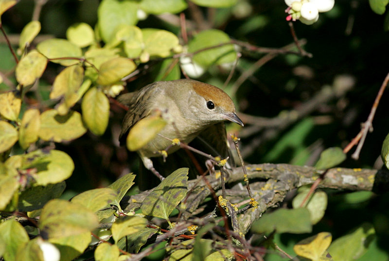 Mustap��kerttu Blackcap (Sylvia atricapilla)