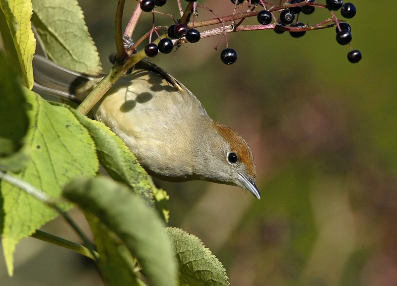 Mustap��kerttu Blackcap (Sylvia atricapilla)