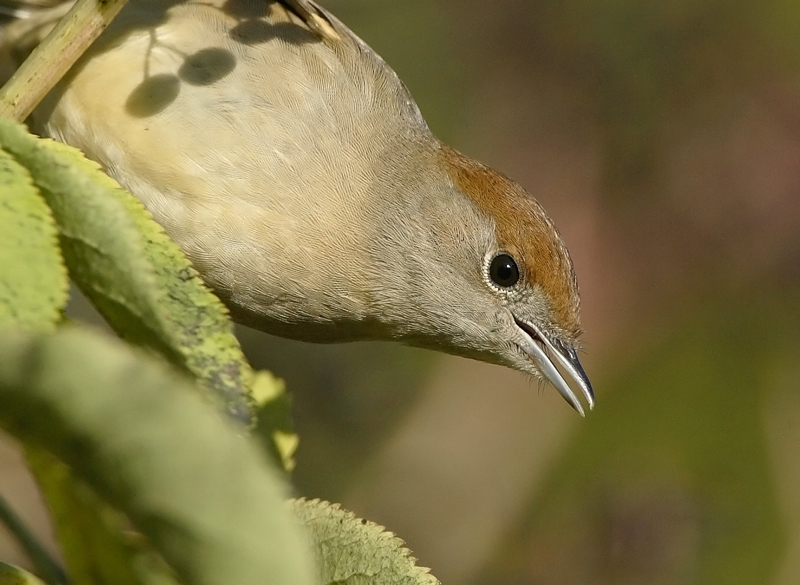 Mustap��kerttu Blackcap (Sylvia atricapilla)