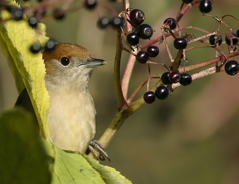 Mustap��kerttu Blackcap (Sylvia atricapilla)