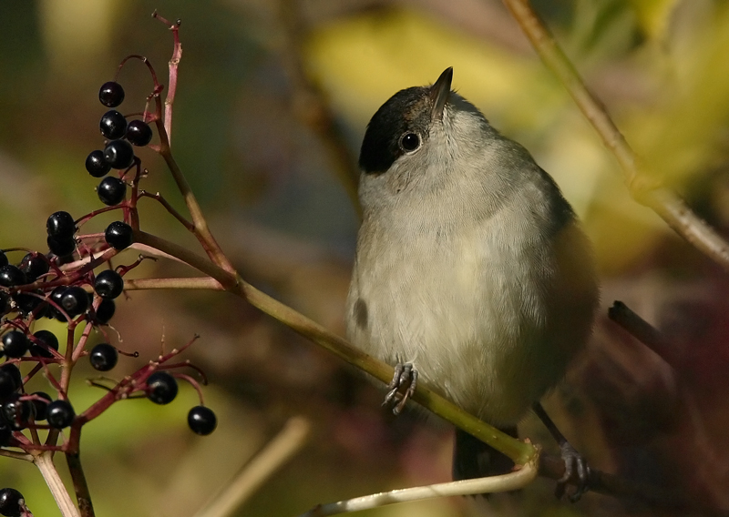 Mustap��kerttu Blackcap (Sylvia atricapilla)