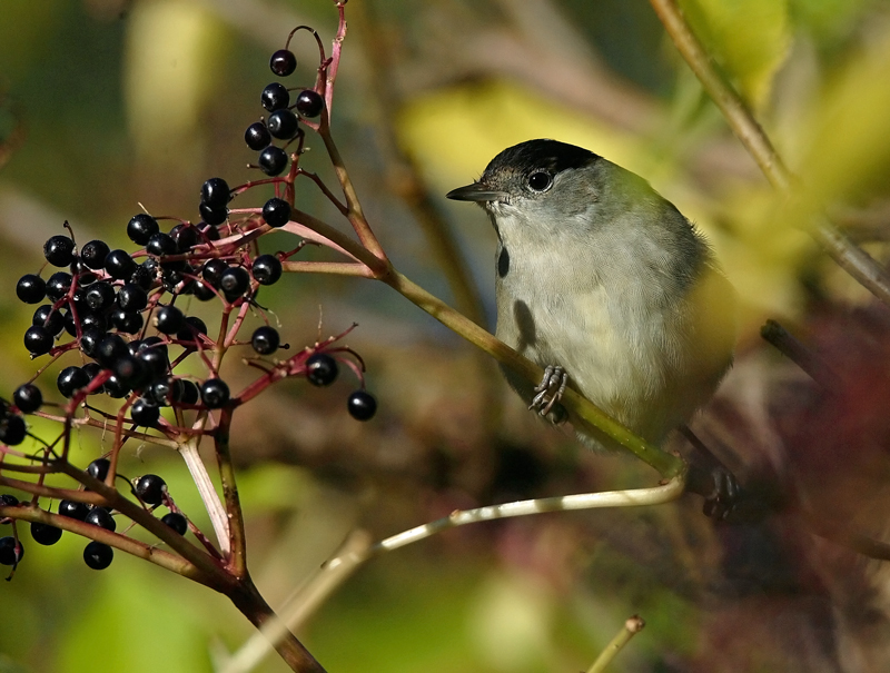 Mustap��kerttu Blackcap (Sylvia atricapilla)
