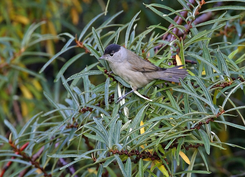 Mustap��kerttu Blackcap (Sylvia atricapilla)