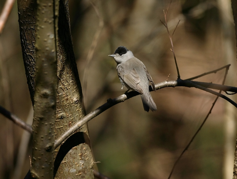 Mustap��kerttu Blackcap (Sylvia atricapilla)
