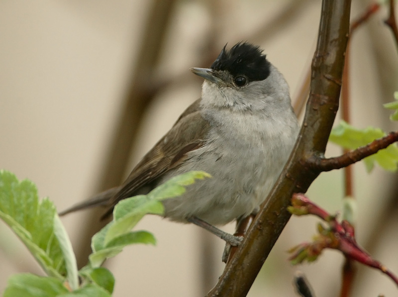 Mustap��kerttu Blackcap (Sylvia atricapilla)
