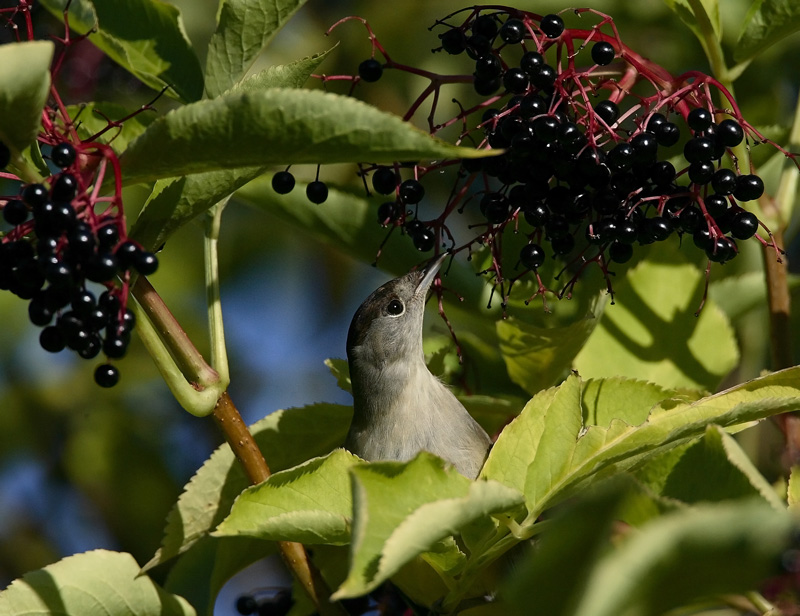 Mustap��kerttu Blackcap (Sylvia atricapilla)