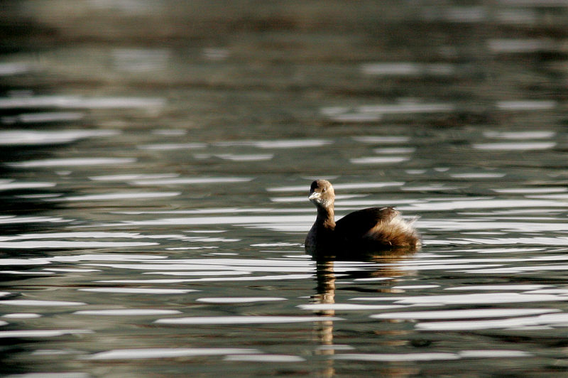 Pikku-uikku Tachybaptus ruficollis