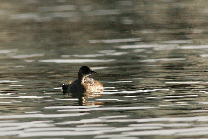 Pikku-uikku Tachybaptus ruficollis