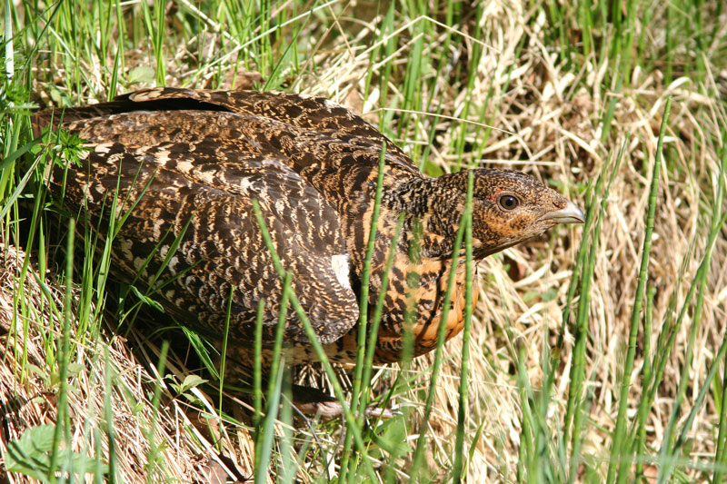 Metso Tetrao urogallus