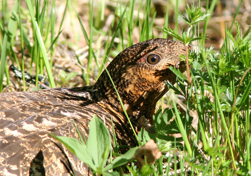 Metso Tetrao urogallus